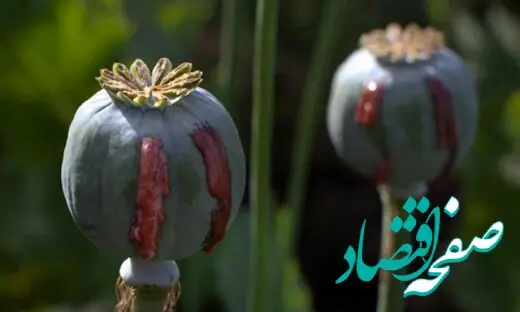 از ۲ برابر شدن قیمت تریاک تا عوارض سنگین گران شدن تریاک