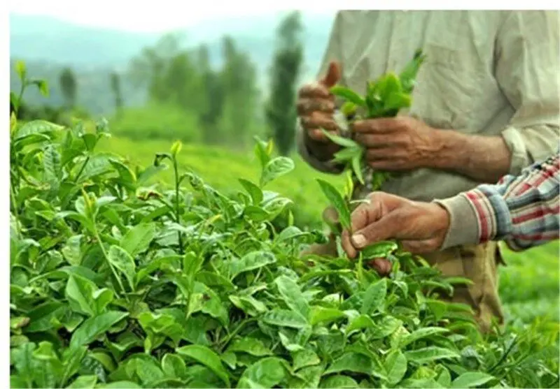 آخرین وضعیت پرداخت مطالبات چایکاران شنبه ۱۳ تیر