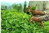 خوش خبری رئیس سازمان چای به چایکاران