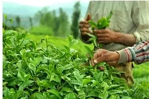 خوش خبری رئیس سازمان چای به چایکاران
