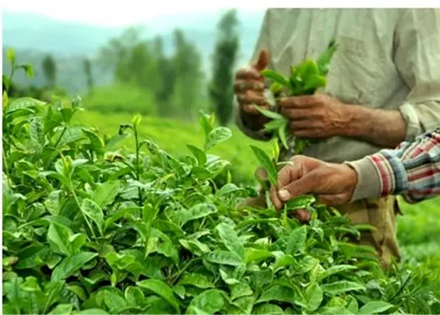 آخرین وضعیت پرداخت مطالبات چایکاران شنبه ۱۳ تیر