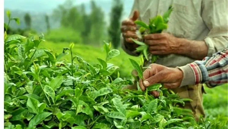 خوش خبری رئیس سازمان چای به چایکاران