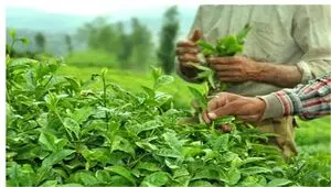 آخرین وضعیت پرداخت مطالبات چایکاران شنبه ۱۳ تیر