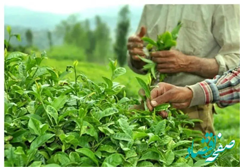 خوش خبری رئیس سازمان چای به چایکاران