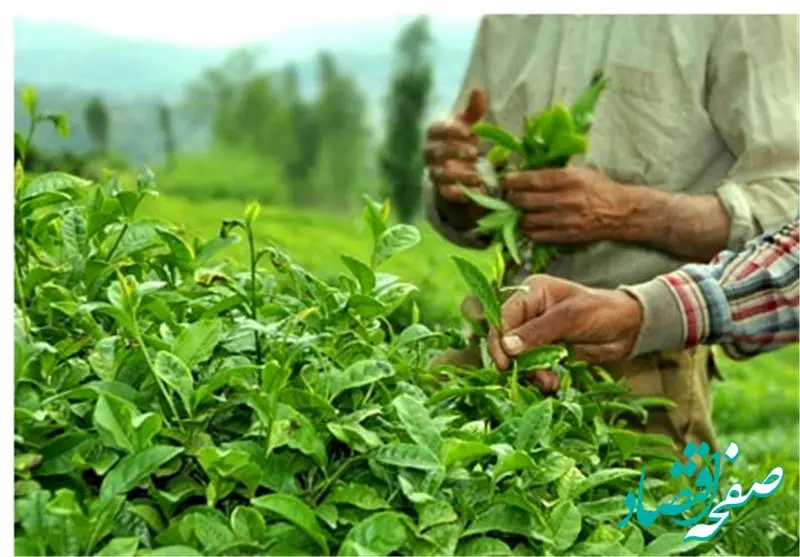 چشم تولیدکنندگان و صادرکنندگان چای هندی به بازار ایران | ایران و غرب آسیا سالانه چند تن چای از هند خریداری می‌کنند؟
