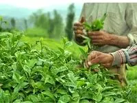 وام رویان سبز بانک توسعه تعاون برای چایکاران استان‌های شمالی + شرایط | وام رویان سبز؛ فرصتی نوین برای چای‌ کاران شمالی