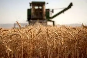 خبر فوری از افزایش قیمت گندم 
