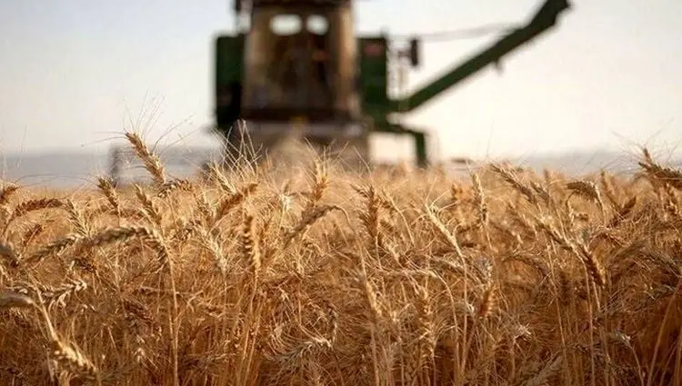 خبر فوری از افزایش قیمت گندم 