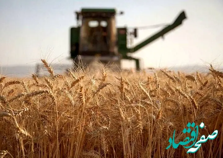 خبر فوری از افزایش قیمت گندم 