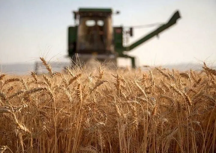 خبر فوری از افزایش قیمت گندم 