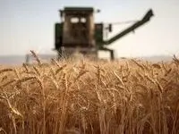 خبر فوری از افزایش قیمت گندم 