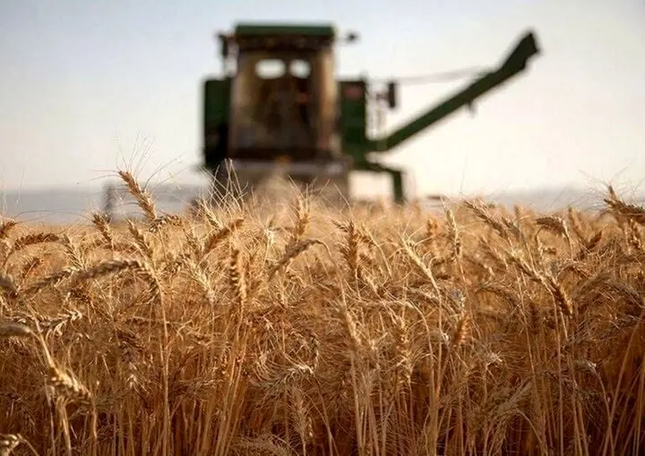 خبر فوری از افزایش قیمت گندم 