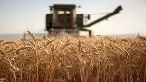 خبر فوری از افزایش قیمت گندم 