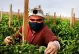 کارگران از ترس ترامپ فرار می کنند! 