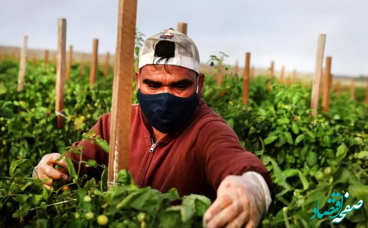 کارگران از ترس ترامپ فرار می کنند! 