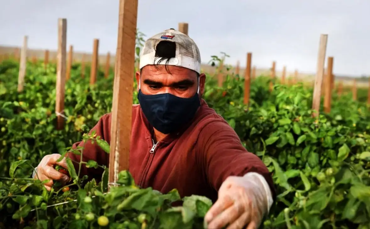 کارگران از ترس ترامپ فرار می کنند! 