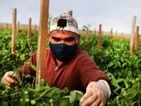 کارگران از ترس ترامپ فرار می کنند! 