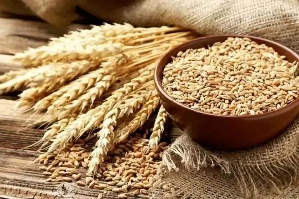 خرید تضمینی گندم در این استان پایان یافت