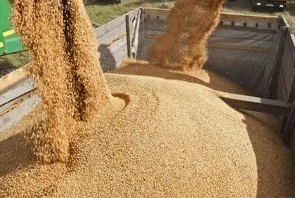 بروزرسانی قیمت نهاده های دامی امروز پنجشنبه ۱۹ شهریور + جدول