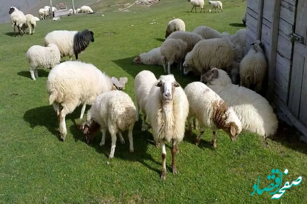 قیمت دام‌ زنده امروز سه شنبه ۱۷ مهر ۱۴۰۳ / قیمت‌ها بالا رفت + جزییات