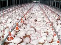 آینده قیمت مرغ چه می شود؟ 