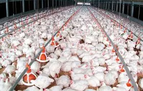 آینده قیمت مرغ چه می شود؟ 