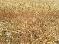 آخرین خبر از زمان پرداخت مطالبات گندمکاران امروز جمعه ۲۷ تیر ماه ۱۴۰۴ + اخبار خرید تضمینی گندم