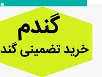 آخرین خبر از قیمت جدید گندم و پرداخت مطالبات گندمکاران امروز یکشنبه ۱۱ شهریور ماه ۱۴۰۳ | قیمت پیشنهادی نرخ خرید تضمینی گندم این مبلغ است