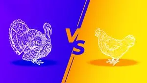 گوشت مرغ همچنان گران؛ جدول قیمت مرغ و بوقلمون امروز یکشنبه ۲۶ بهمن ۱۴۰۴