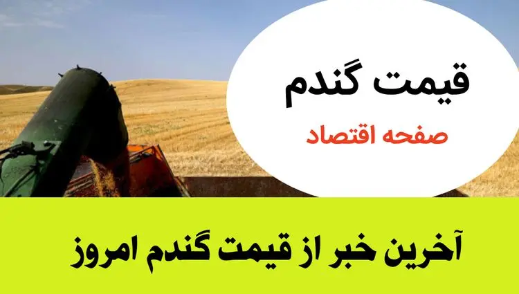 اعلام قیمت جدید گندم و تأخیر در پرداخت مطالبات گندمکاران | قیمت تضمینی و زمان مناسب برداشت گندم | هشدار فوری به گندمکاران