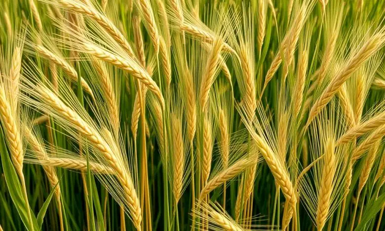 اینفوگرافی | ۱۰ کشور برتر صادرکننده گندم در جهان