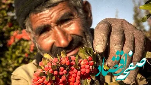 نوبت رونق معاملات کشاورزی در بورس کالا فرارسیده است؟