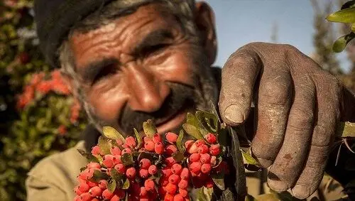 نوبت رونق معاملات کشاورزی در بورس کالا فرارسیده است؟