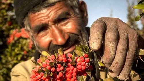 نوبت رونق معاملات کشاورزی در بورس کالا فرارسیده است؟