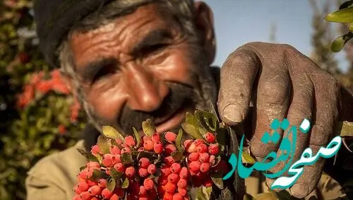 نوبت رونق معاملات کشاورزی در بورس کالا فرارسیده است؟