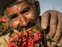 نوبت رونق معاملات کشاورزی در بورس کالا فرارسیده است؟