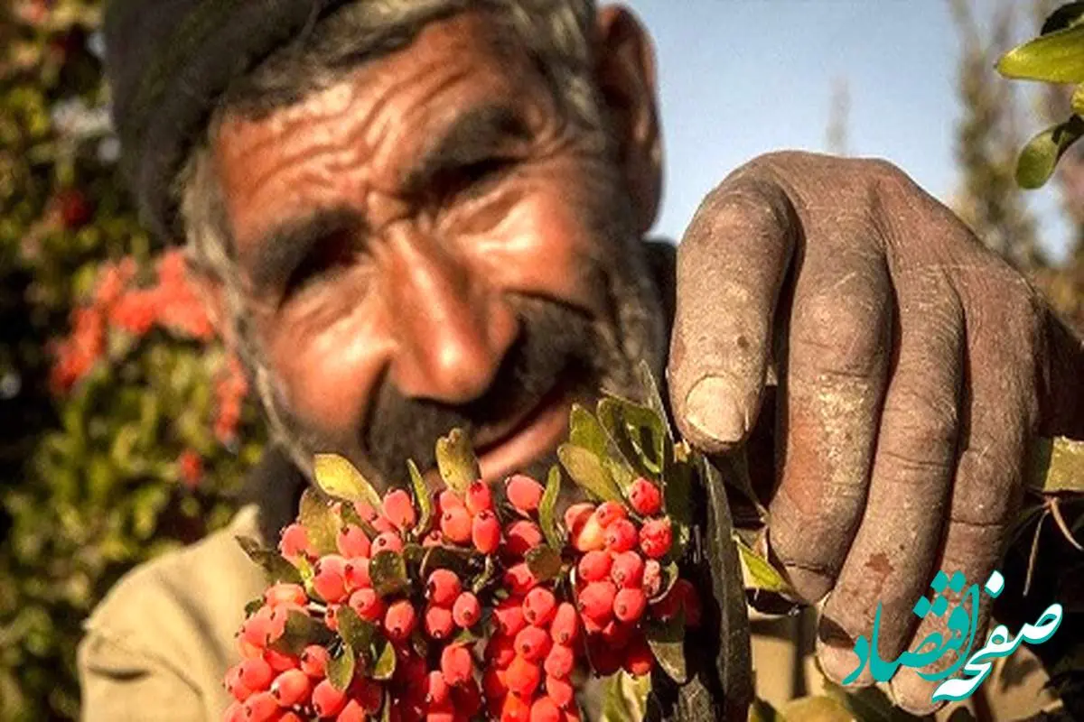نوبت رونق معاملات کشاورزی در بورس کالا فرارسیده است؟