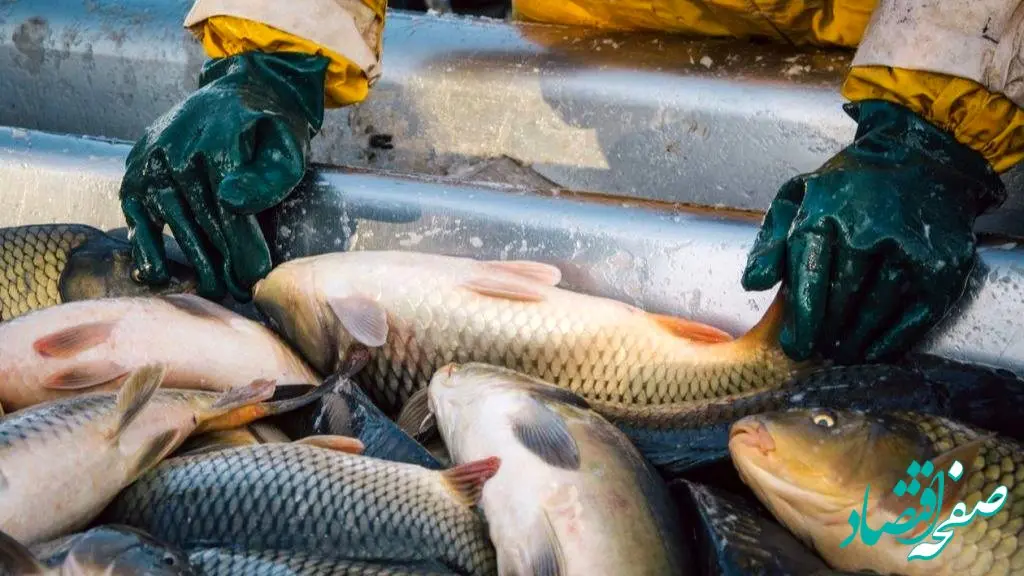 جدیدترین قیمت انواع ماهی در تاریخ ۲۳ مهر ۱۴۰۴