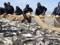 آخرین قیمت انواع ماهی در بازار - به‌روزرسانی ۲۲ مهر ۱۴۰۴