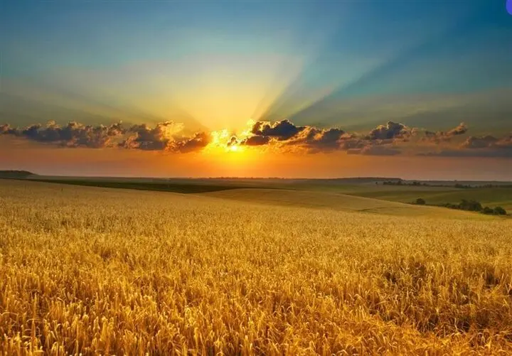 آخرین اخبار خرید گندم + جزئیات