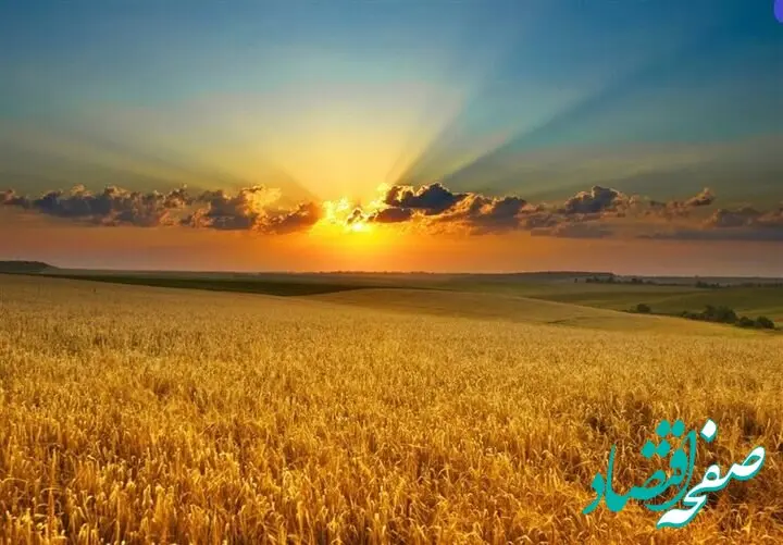 آخرین اخبار خرید گندم + جزئیات