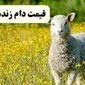 قیمت دام زنده امروز ۱۴ خرداد ۱۴۰۴ ؛ قیمت رسمی دام زنده عید سعید قربان اعلام شد