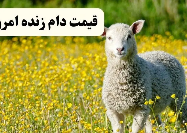 جدول قیمت دام زنده امروز ۱۷ اردیبهشت ۱۴۰۴ | قیمت گوسفند زنده چند؟