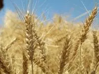 پرداخت تنها یک‌سوم مطالبات گندم‌کاران؛ لزوم اصلاح تأمین منابع