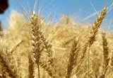پرداخت تنها یک‌سوم مطالبات گندم‌کاران؛ لزوم اصلاح تأمین منابع