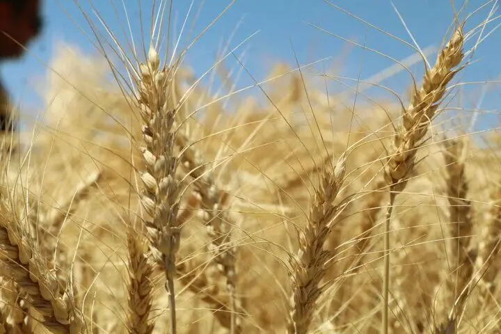 پرداخت تنها یک‌سوم مطالبات گندم‌کاران؛ لزوم اصلاح تأمین منابع