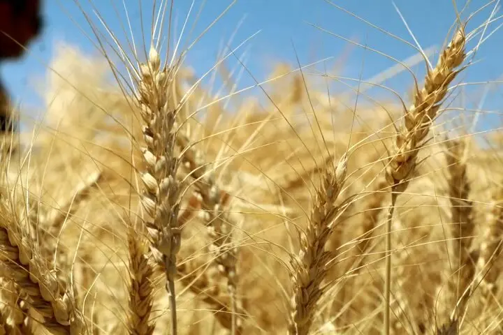 پرداخت تنها یک‌سوم مطالبات گندم‌کاران؛ لزوم اصلاح تأمین منابع