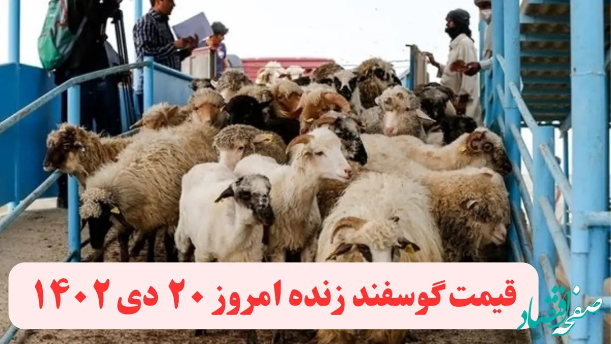 قیمت دام زنده امروز چهارشنبه ۲۰ دی ماه ۱۴۰۲ | قیمت گوسفند زنده امروز