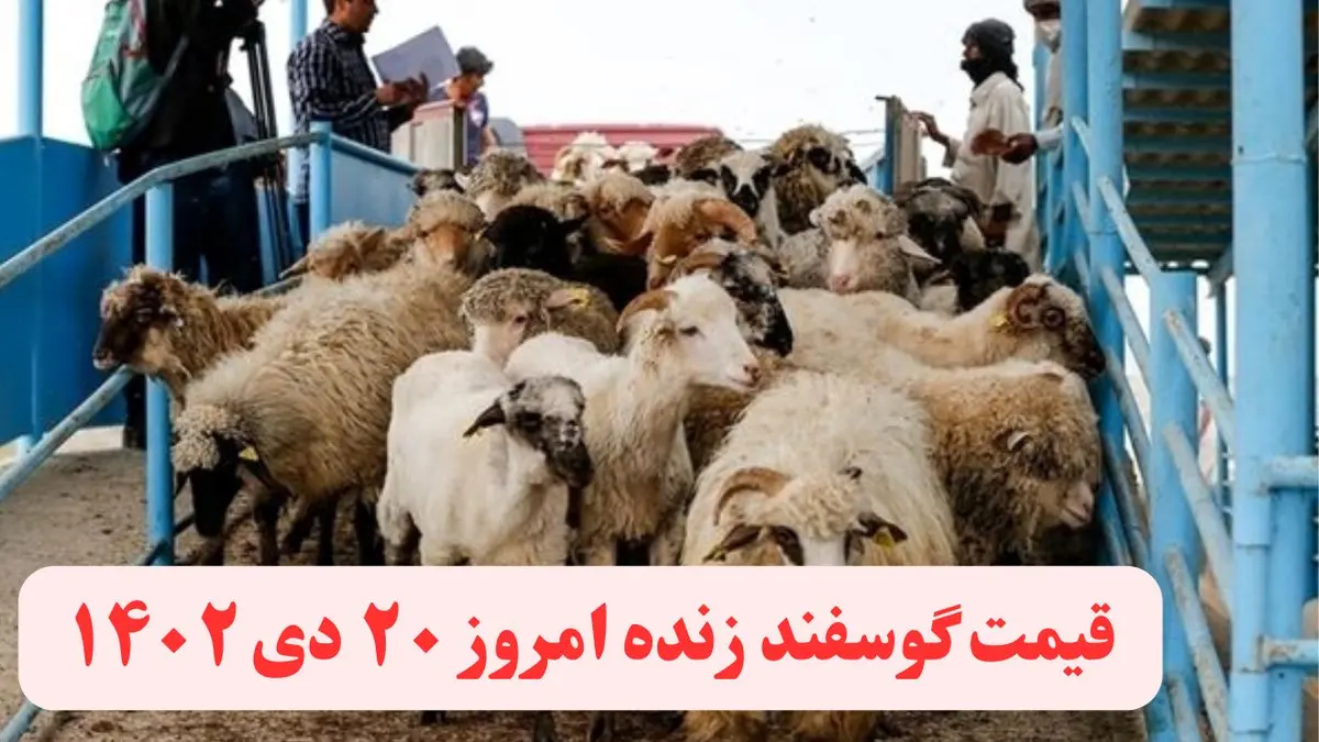 قیمت دام زنده امروز چهارشنبه ۲۰ دی ماه ۱۴۰۲ | قیمت گوسفند زنده امروز