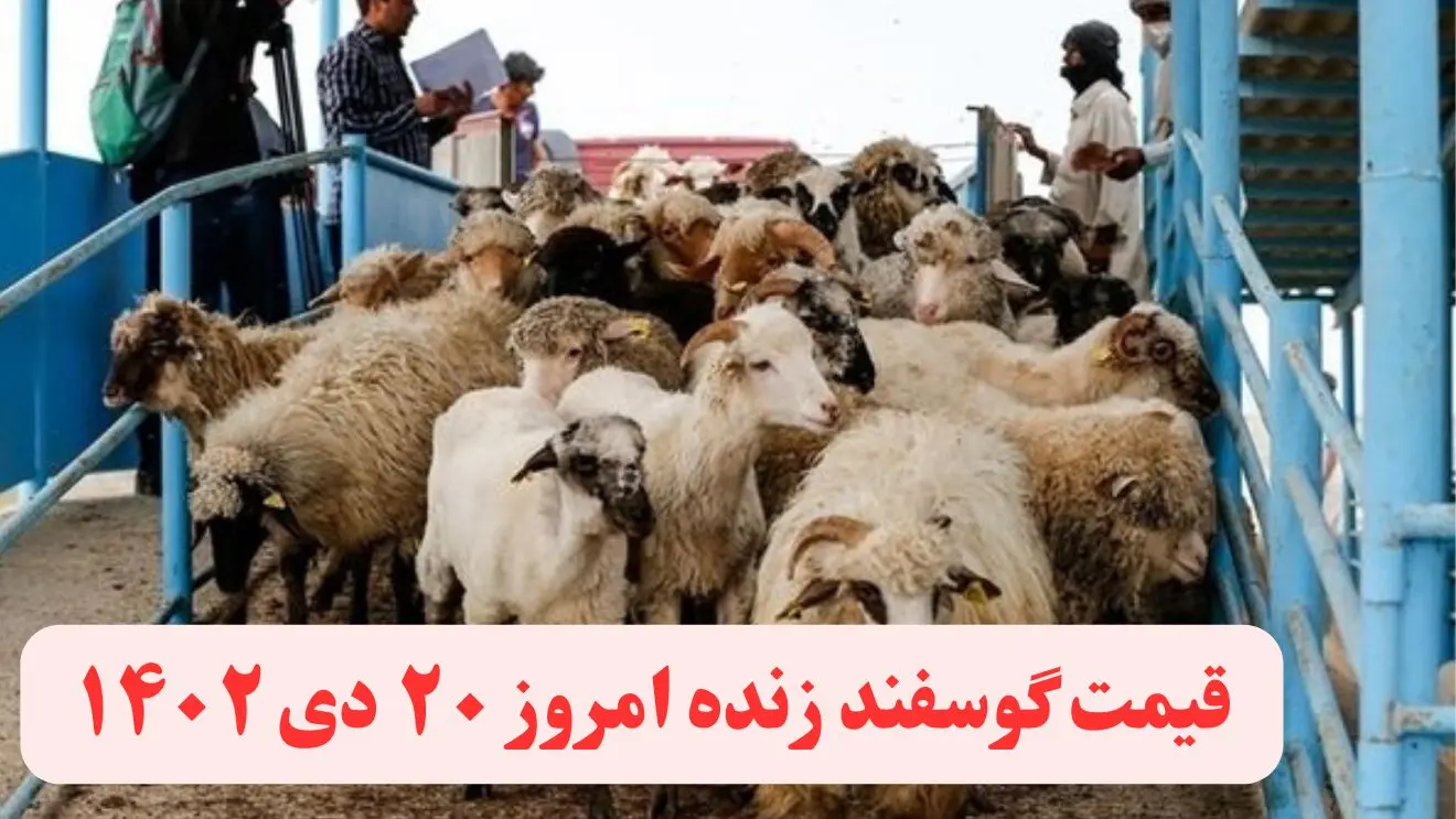 قیمت دام زنده امروز چهارشنبه ۲۰ دی ماه ۱۴۰۲ | قیمت گوسفند زنده امروز